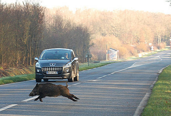 Cinghiale su strada - Incidenti